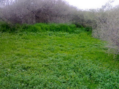 mk14029_talm01.jpg