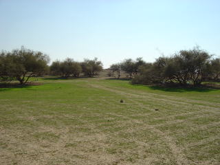 mk21137_5.jpg