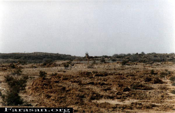 GAZ11.jpg