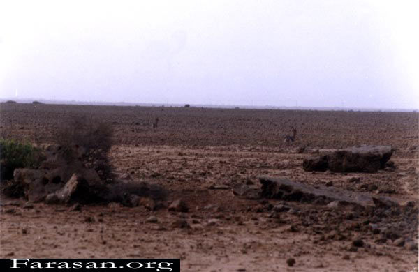 GAZ3.jpg