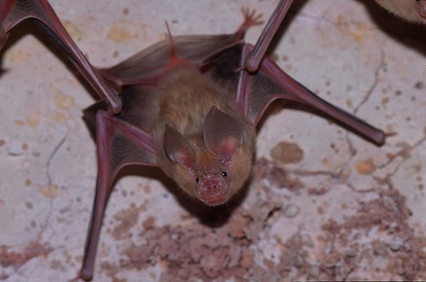 bat.jpg