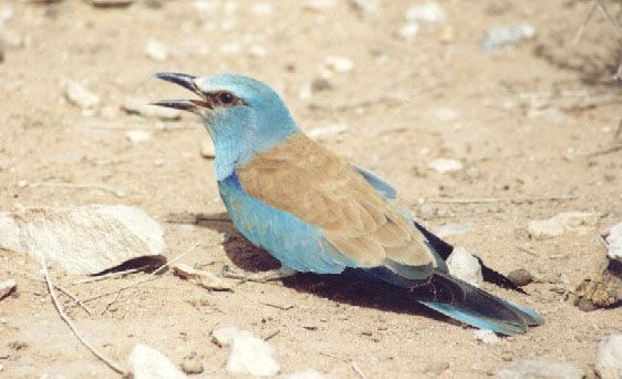bird02.jpg