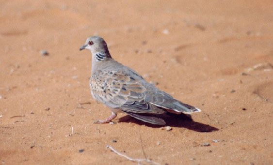 bird03.jpg