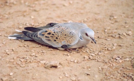 bird04.jpg