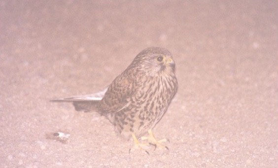 bird05.jpg