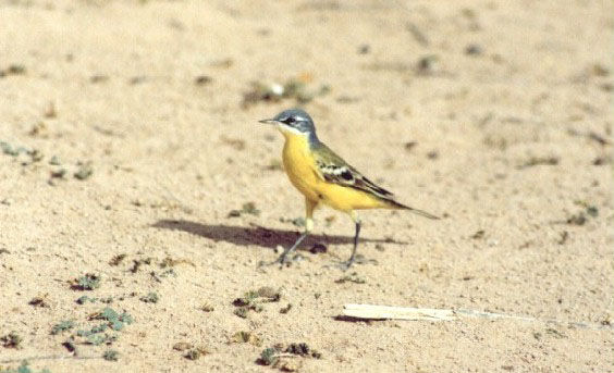 bird06.jpg