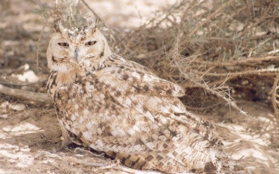 bird07.jpg