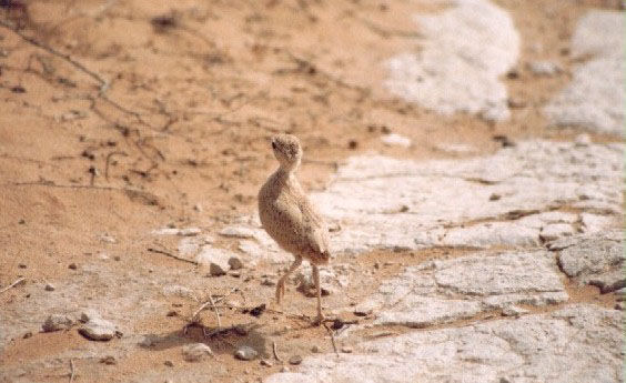 bird09.jpg