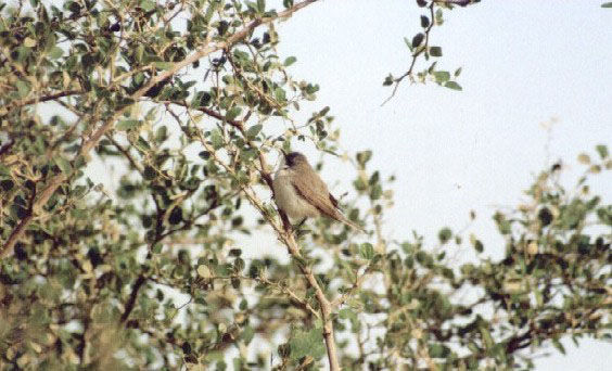 bird11.jpg