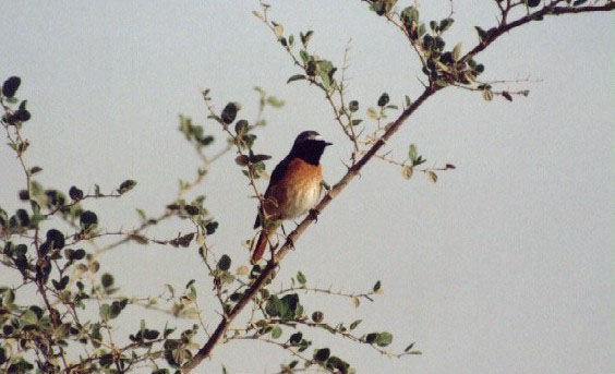 bird12.jpg