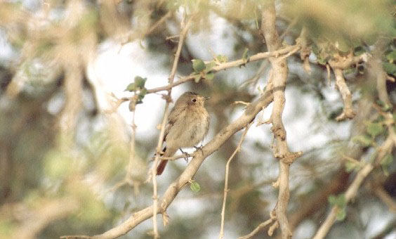 bird13.jpg
