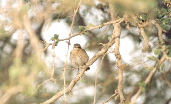 bird14.jpg