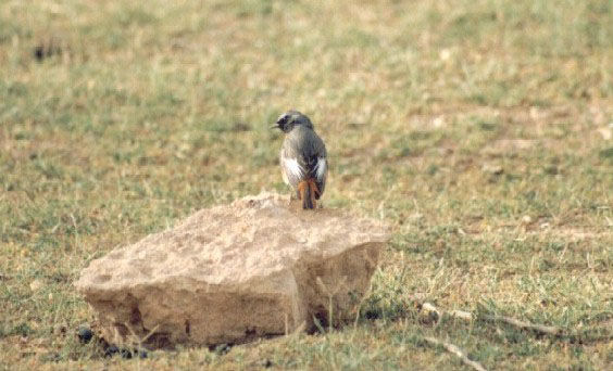 bird16.jpg