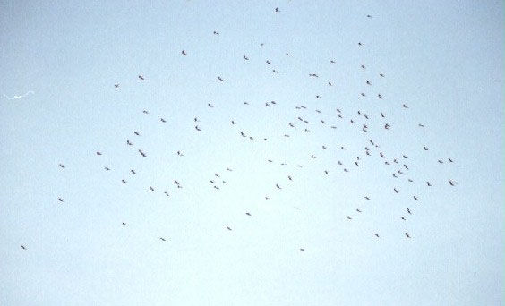 bird17.jpg
