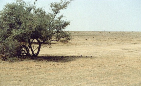 bird18.jpg