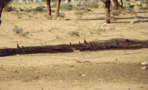 bird20.jpg