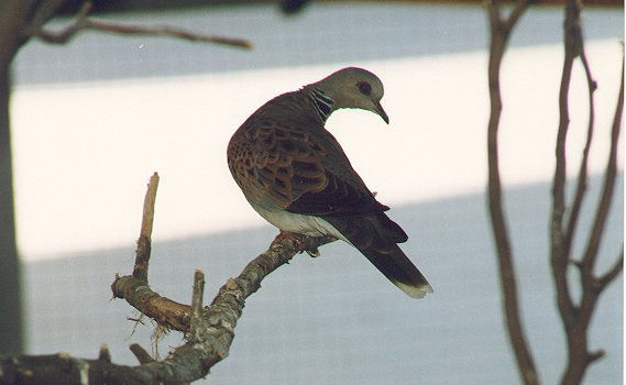 bird24.jpg