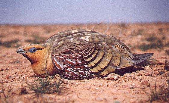 bird25.jpg