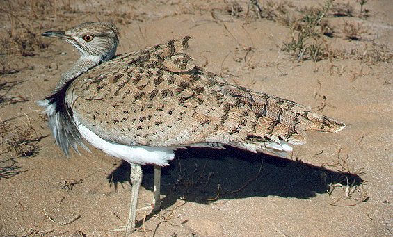 bird27.jpg