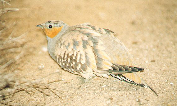 bird28.jpg