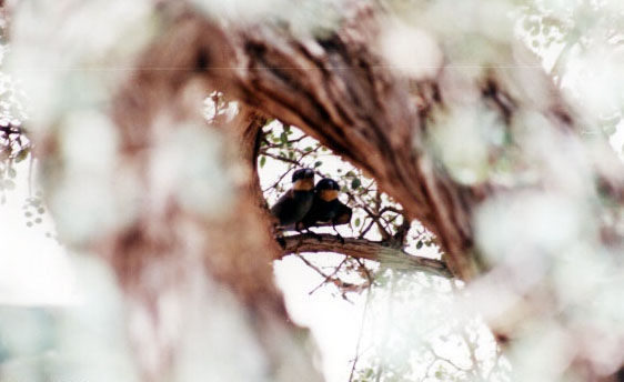 bird30.jpg