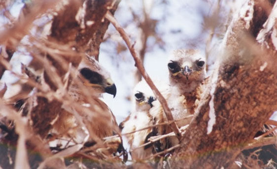 bird32.jpg