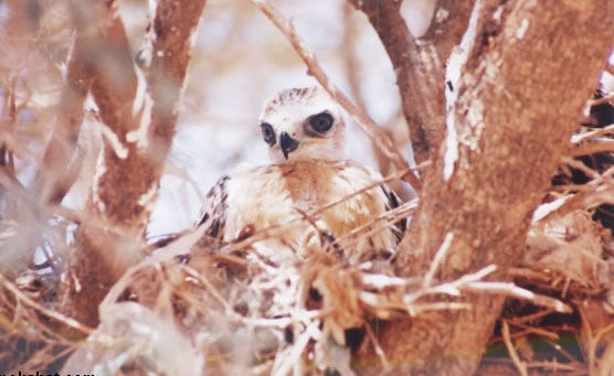 bird33.jpg