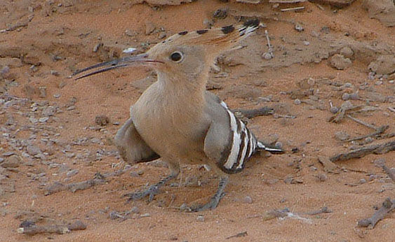 bird35.jpg