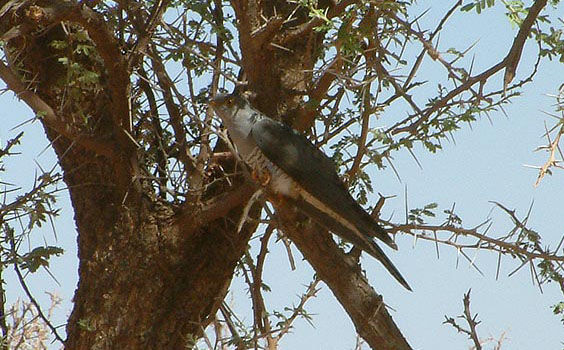 bird37.jpg