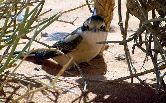 bird38.jpg