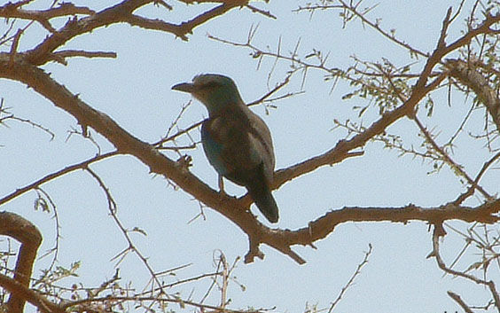 bird39.jpg