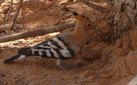 bird40.jpg