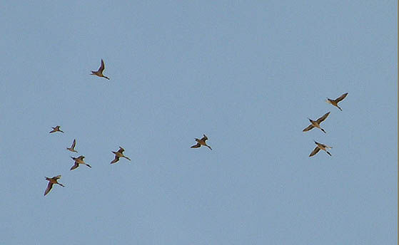 bird43.jpg