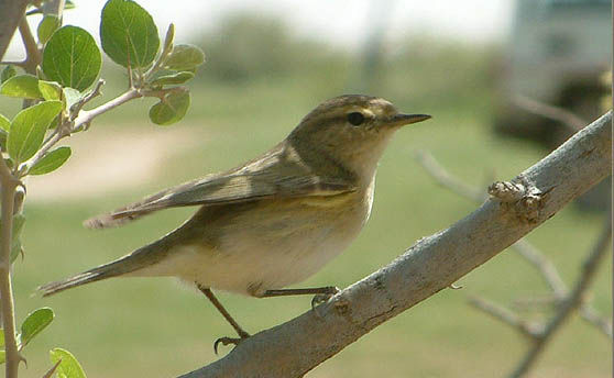 bird49.jpg