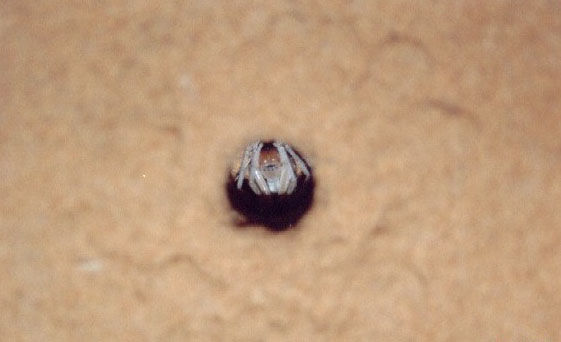 bug01.jpg