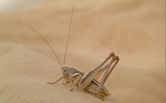 bug20.jpg