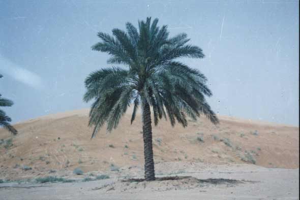 c1.jpg