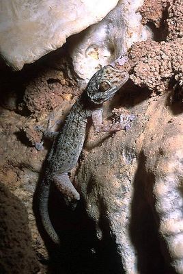 gecko.jpg