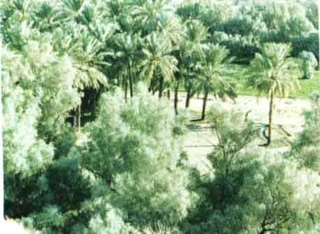 j1.jpg