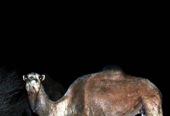 liont.jpg