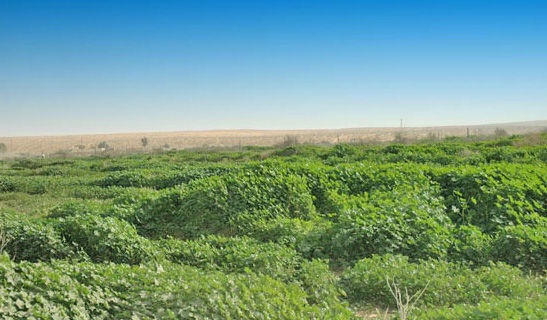 mk1377_3.jpg