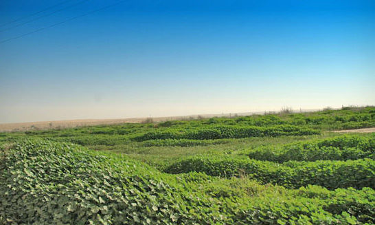mk1377_5.jpg