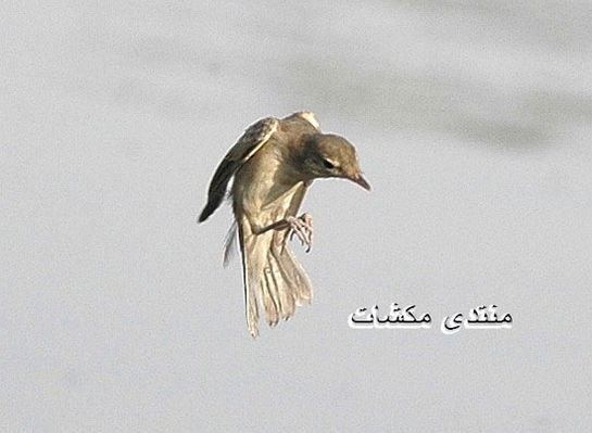 mk1377_saqr2.jpg