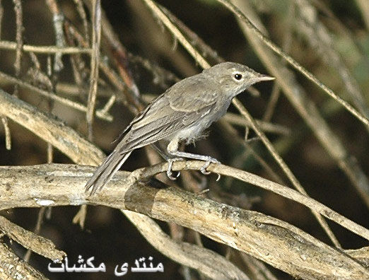 mk1377_saqr3.jpg