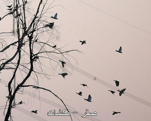 mk1377_saqr4.jpg
