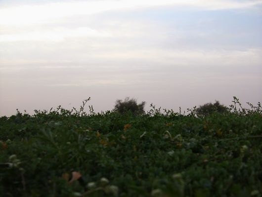 mk15860_555550.jpg