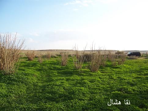 mk2085_aomashar2.jpg