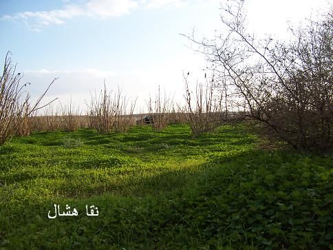 mk2085_aomashar8.jpg