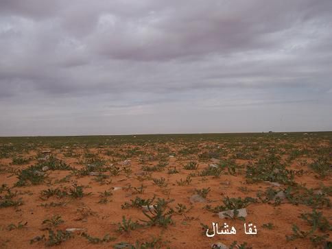 mk2085_saaaaamodah3.jpg