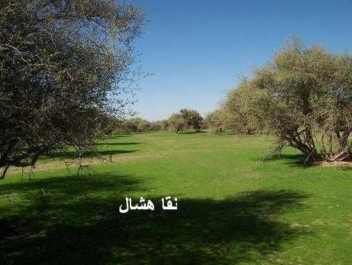 mk2085_sahan1.jpg